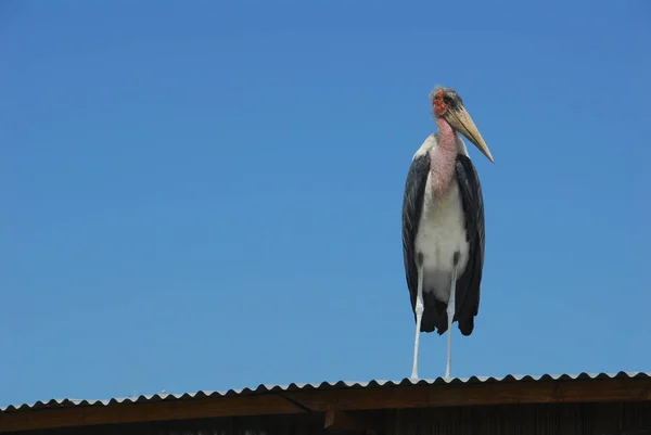 屋根の上の大きなアフリカの鳥 — ストック写真
