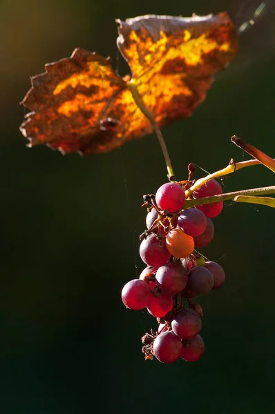 Beeren Nahaufnahme Gesundes Ernährungskonzept — Stockfoto