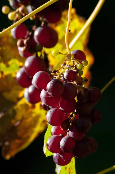 Bunches Grapes Agricultural Grapevines Grapes — Stock Photo, Image