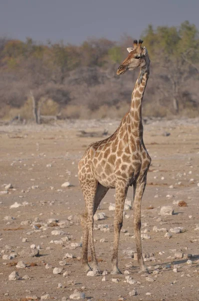 Girafa Marrom Alta Animal Flora Fauna Natureza — Fotografia de Stock