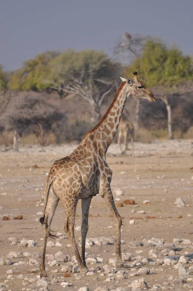 Giraffe Parque Nacional Etosha Namibia — Foto de Stock