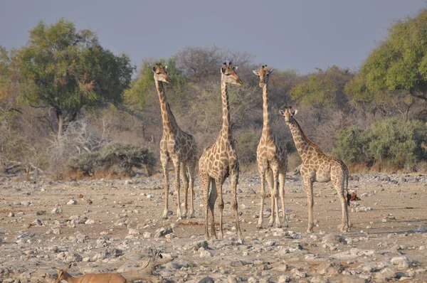 Żyrafa Parku Narodowym Etosha Namibia — Zdjęcie stockowe