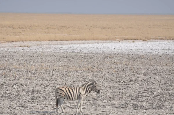 Zebra Etosha National Park — Stock Photo, Image