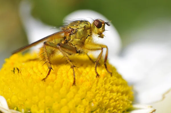 Macro Profil Mouche Bouses Jaunes Scathophaga Stercoraria Sur Fleur Marguerite — Photo