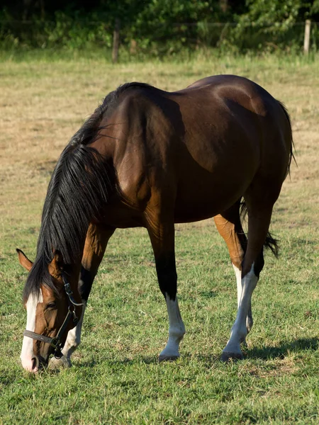 Schattig Paard Overdag Beschoten — Stockfoto