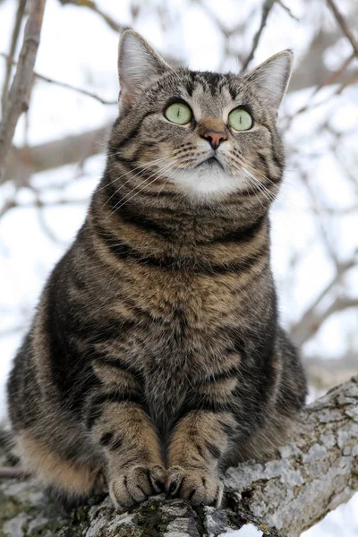 Eine Hübsche Katze Auf Dem Baum — Stockfoto