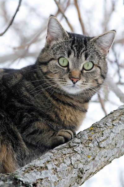 Katze Auf Einem Baum — Stockfoto