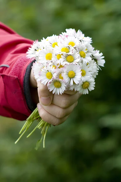 Daisies Gift Mother — Stock Photo, Image