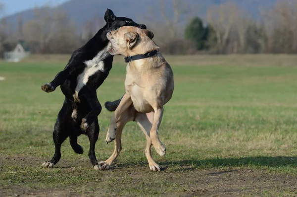 Dos Perros Jóvenes Corriendo Sobre Hierba — Foto de Stock