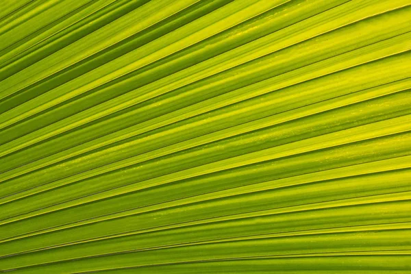 Palm Leaf Backlight — Stock Photo, Image