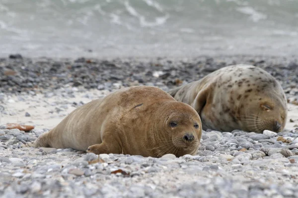 seals animals, marine mammal