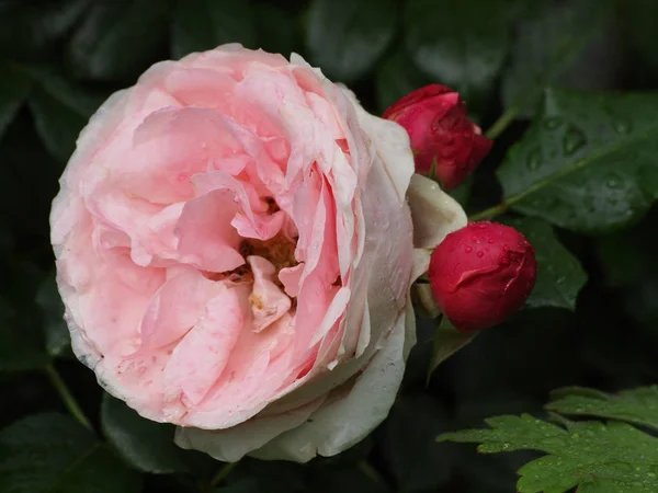 Schöne Blumen Blumiges Konzept Hintergrund — Stockfoto