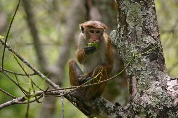 Macaco Animais Vida Natureza Fauna — Fotografia de Stock