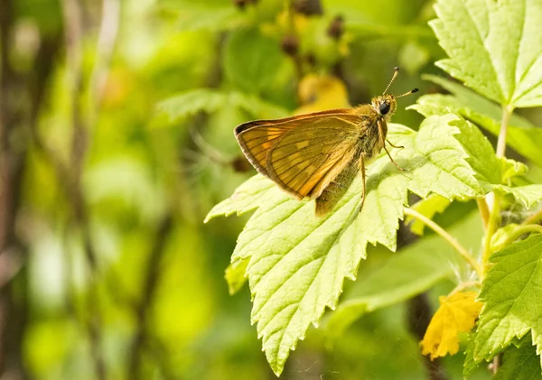 葉の上の小さな黄色い蝶は — ストック写真