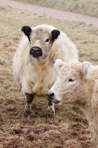 Nötkreatur Husdjur — Stockfoto