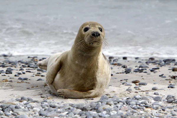 Selo Cinza Praia Duna Helgoland — Fotografia de Stock