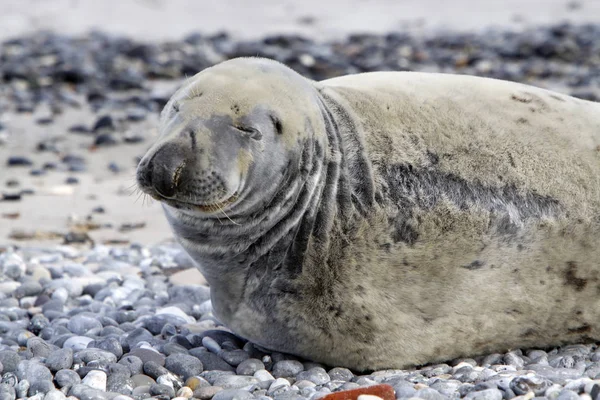 Серый Тюлень Пляже Хельголандской Дюны — стоковое фото