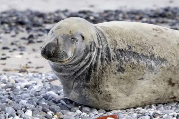 Šedý Tuleň Pláži Helgolandské Duny — Stock fotografie