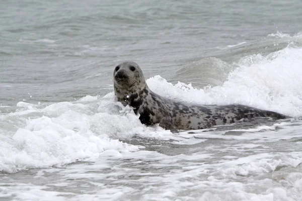 Szürke Fóka Helgoland Dűne Partján — Stock Fotó