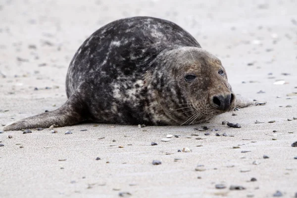 Pieczęć Stożka Plaży Wydmy Helgoland — Zdjęcie stockowe