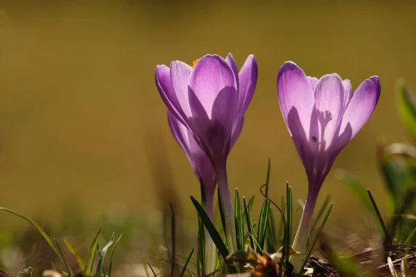 Första Våren Blommor Krokus — Stockfoto