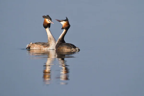 Vista Close Belo Pássaro Grebe Natureza — Fotografia de Stock