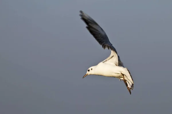 Scenic View Beautiful Cute Gull Bird — Stock Photo, Image