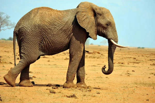 草原上的大象 — 图库照片