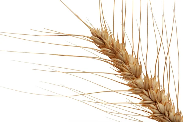 穀物の穂 — ストック写真
