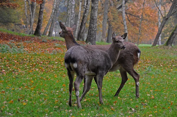 Faune Naturelle Faune Des Cerfs — Photo