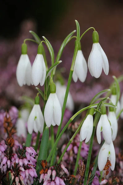 Білі Весняні Квіти Снігу Флора — стокове фото