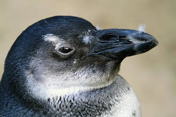 Vacker Utsikt Över Söta Pingvinfåglar Naturen — Stockfoto