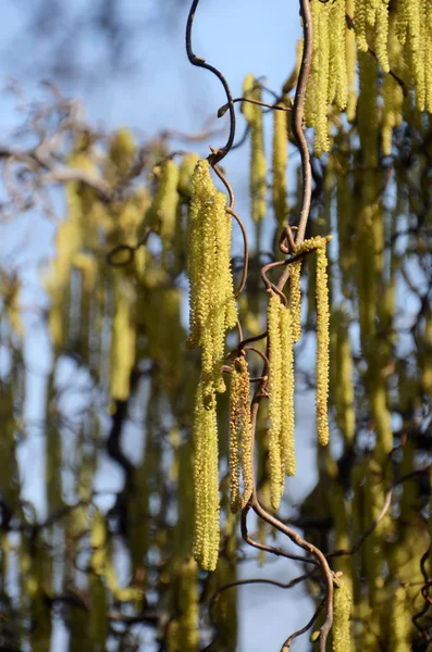 Vacker Utsikt Över Naturen — Stockfoto