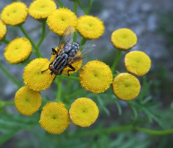 Açık Havada Çekilmiş Bir Fotoğraf Bir Sinek Sarı Çiçekleri Gösteriyor — Stok fotoğraf
