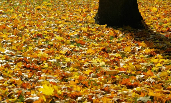 Hojas Coloridas Otoño Follaje Temporada Otoño — Foto de Stock