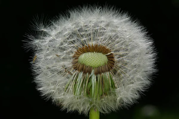 天然のタンポポの花の美しい景色 — ストック写真