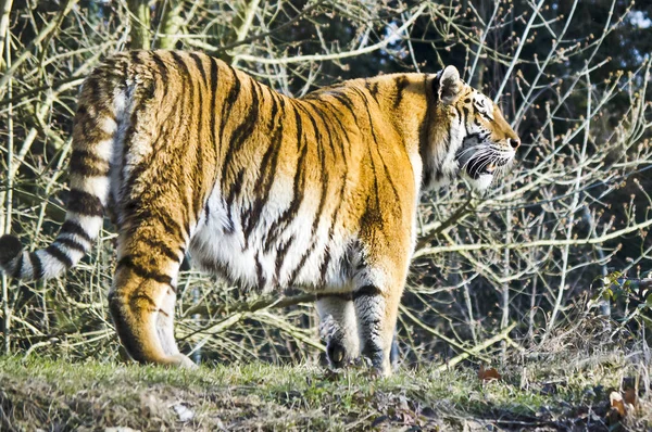 Άγρια Τίγρη Αρπακτικό Αιλουροειδών — Φωτογραφία Αρχείου
