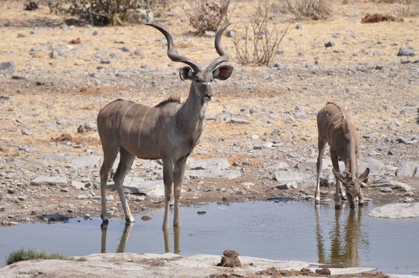 Kudu Antelope Animais Selvagens Fauna Natureza — Fotografia de Stock