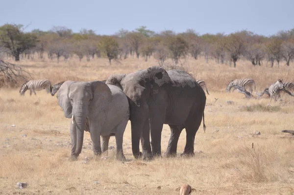 Elefantes Parque Nacional Etosha — Fotografia de Stock