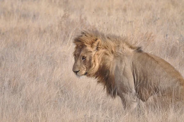 Lion Dans Parc National Etosha — Photo