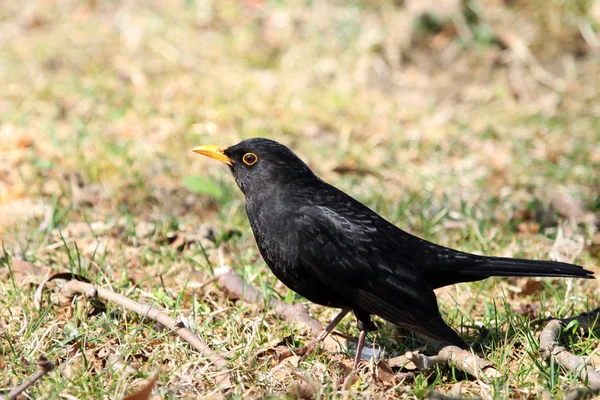 Feketerigó Énekesmadár Ornitológia Állatvilág — Stock Fotó