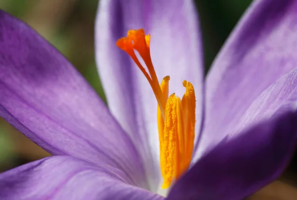 Azafrán Flores Florecientes Naturaleza Flora — Foto de Stock