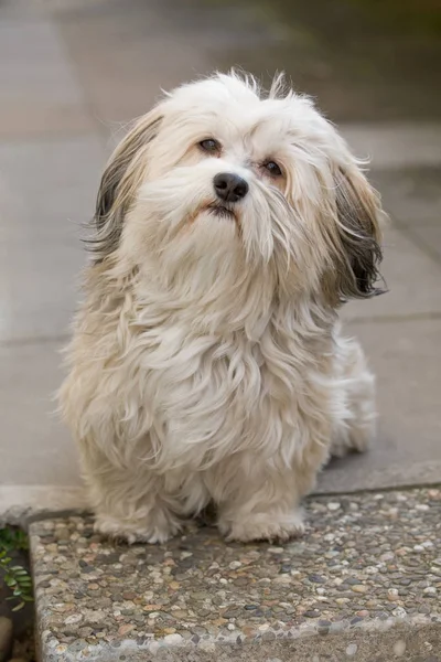 Portret Van Een Schattige Hond — Stockfoto