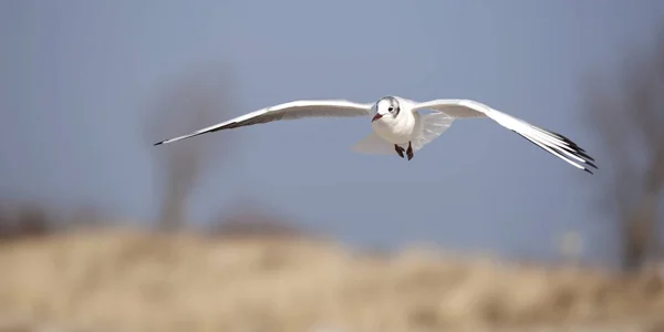 Vista Panorâmica Belas Aves Gaivotas Natureza — Fotografia de Stock
