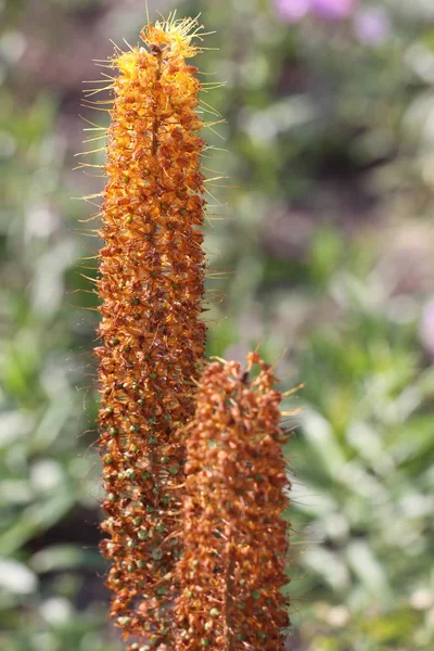 Eremurus Stenophyllus Eremurus Βελόνα Της Cleopatra — Φωτογραφία Αρχείου