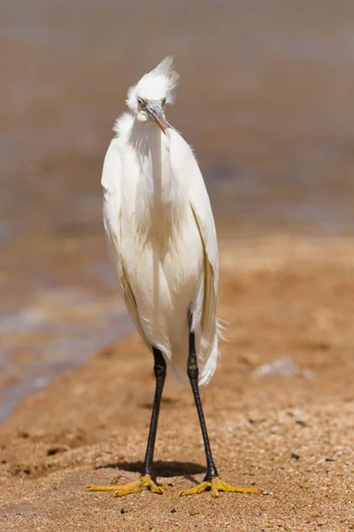 Heron Beach — Stok fotoğraf