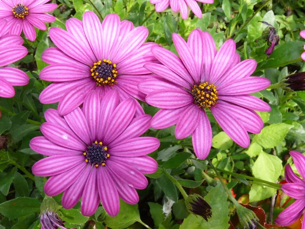 Belleza Planta Flor Durante Día —  Fotos de Stock