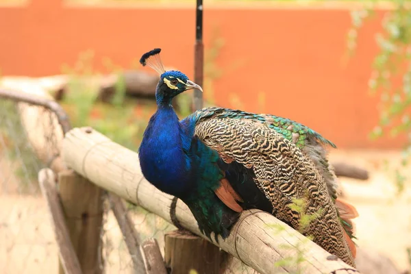 Scenic View Peacock Bird Wild Life — Stock Photo, Image