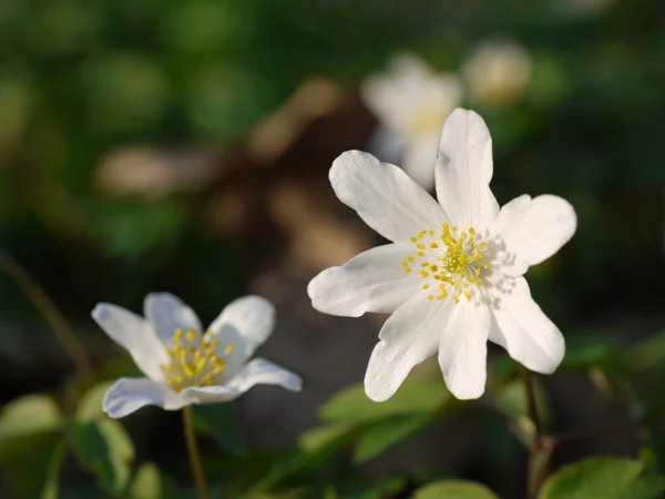 Blomblad Sommarflora — Stockfoto