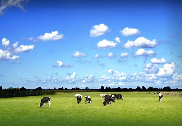 Langit Padang Rumput Dan Sapi — Stok Foto